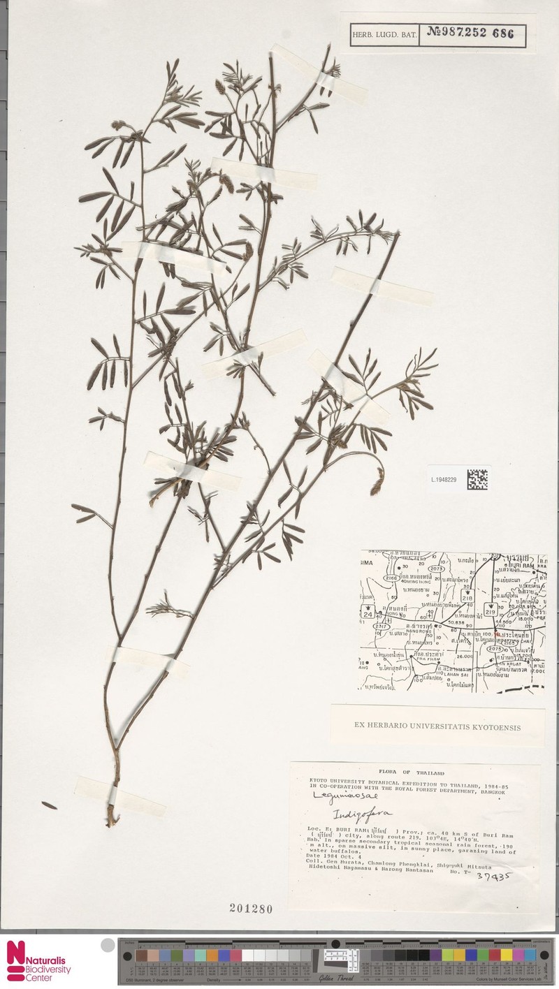Indigofera hendecaphylla var. siamensis photo 2