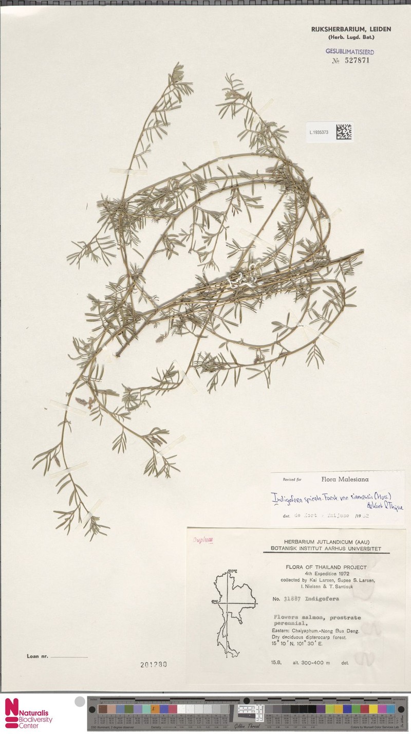 Indigofera hendecaphylla var. siamensis photo 3