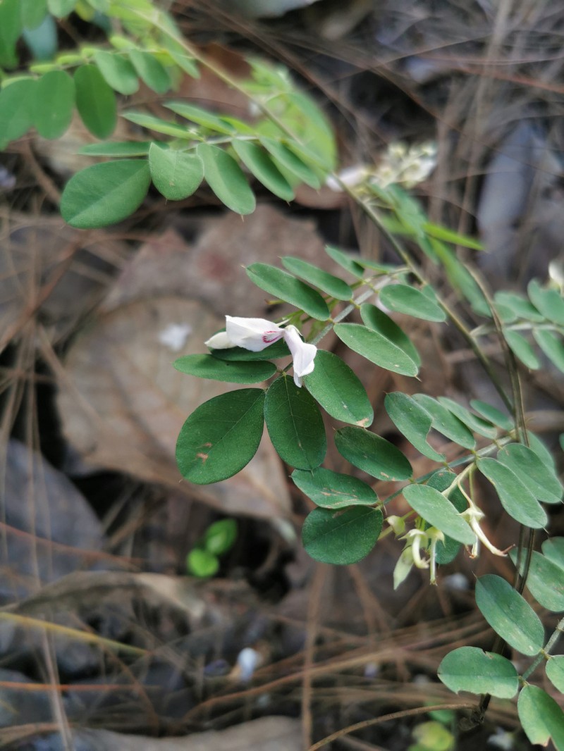 Indigofera henryi
