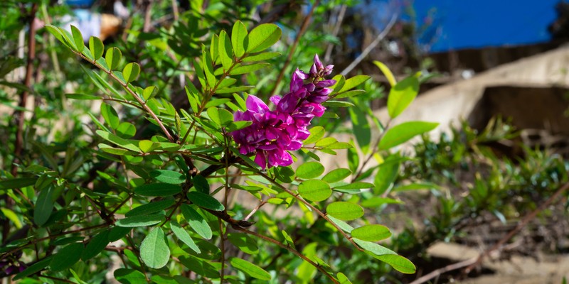 Indigofera henryi photo 2