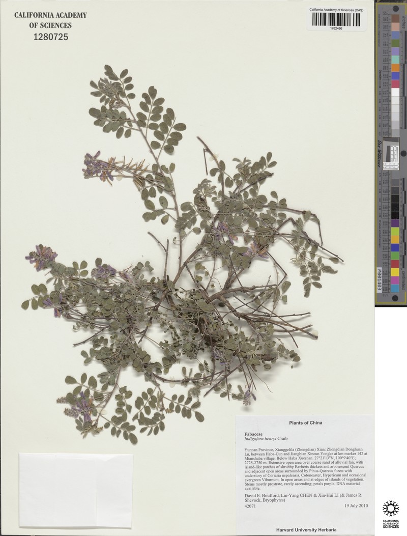 Indigofera henryi photo 3