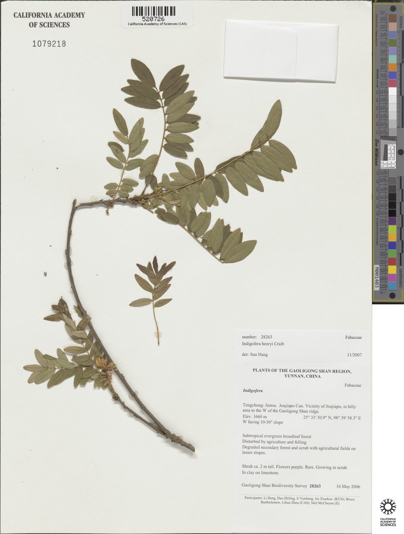 Indigofera henryi photo 4