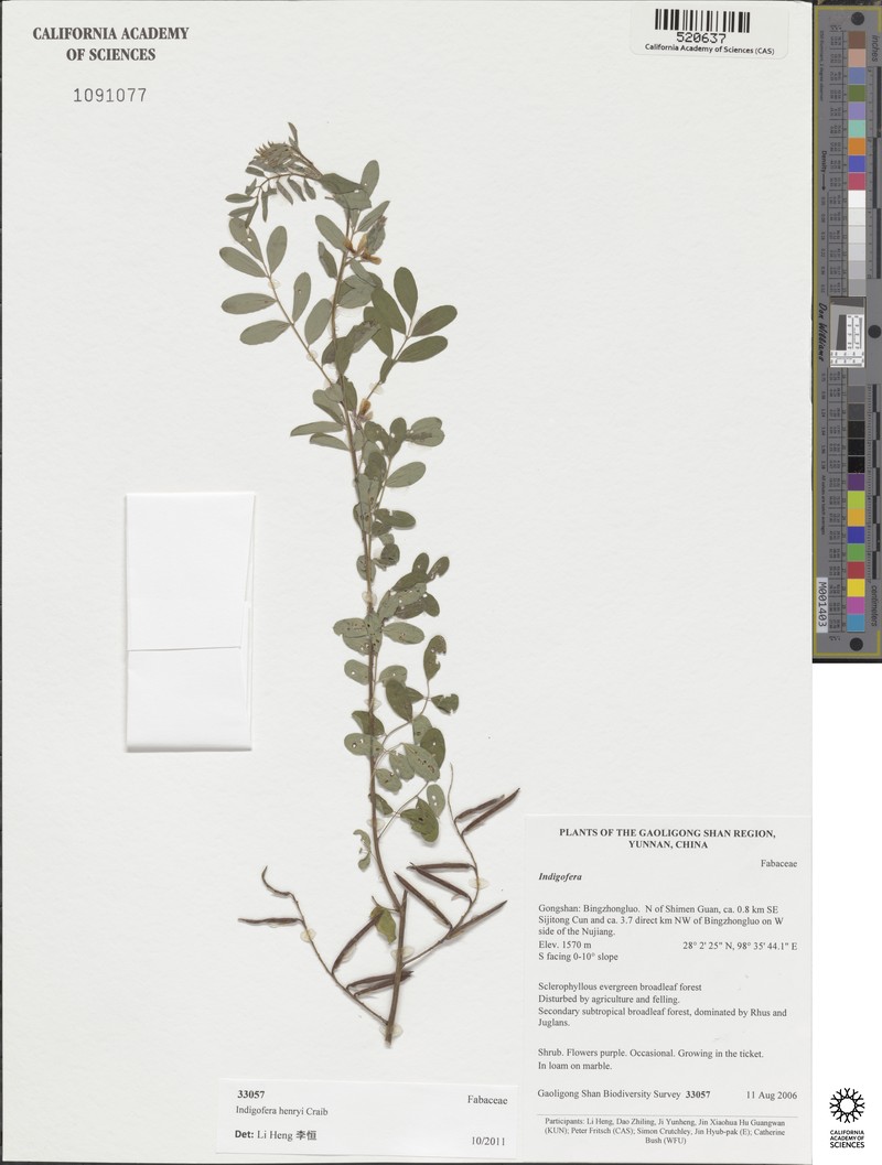 Indigofera henryi photo 5