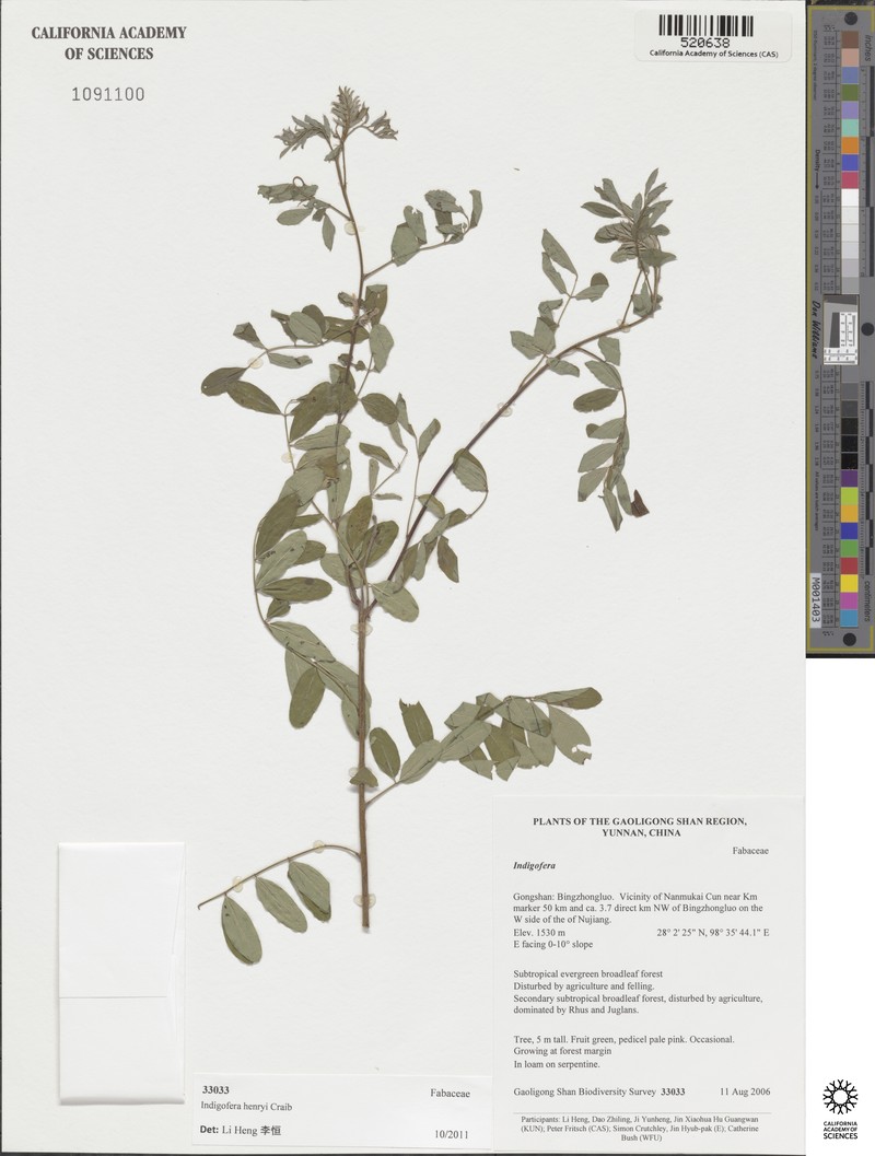 Indigofera henryi photo 6