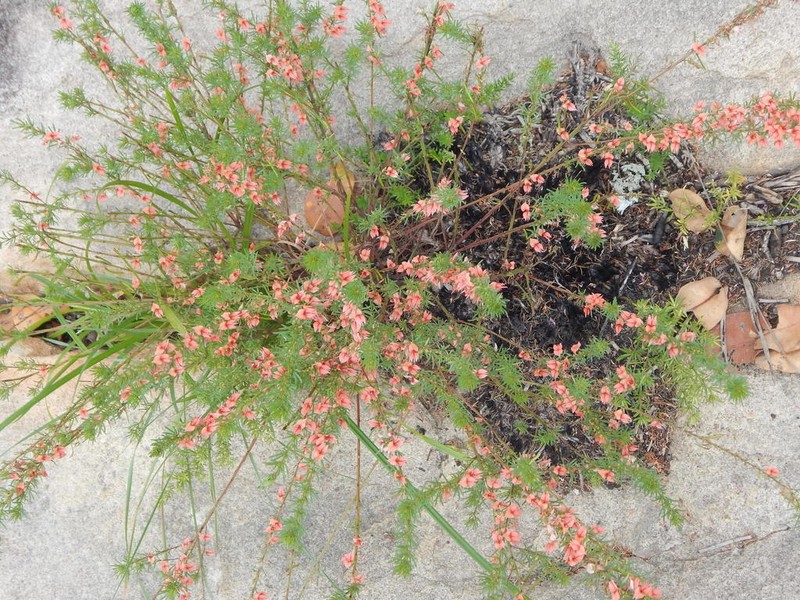 Indigofera herrstreyi