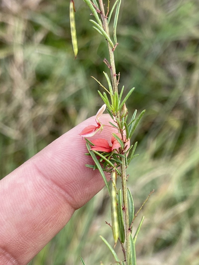 Indigofera herrstreyi photo 2
