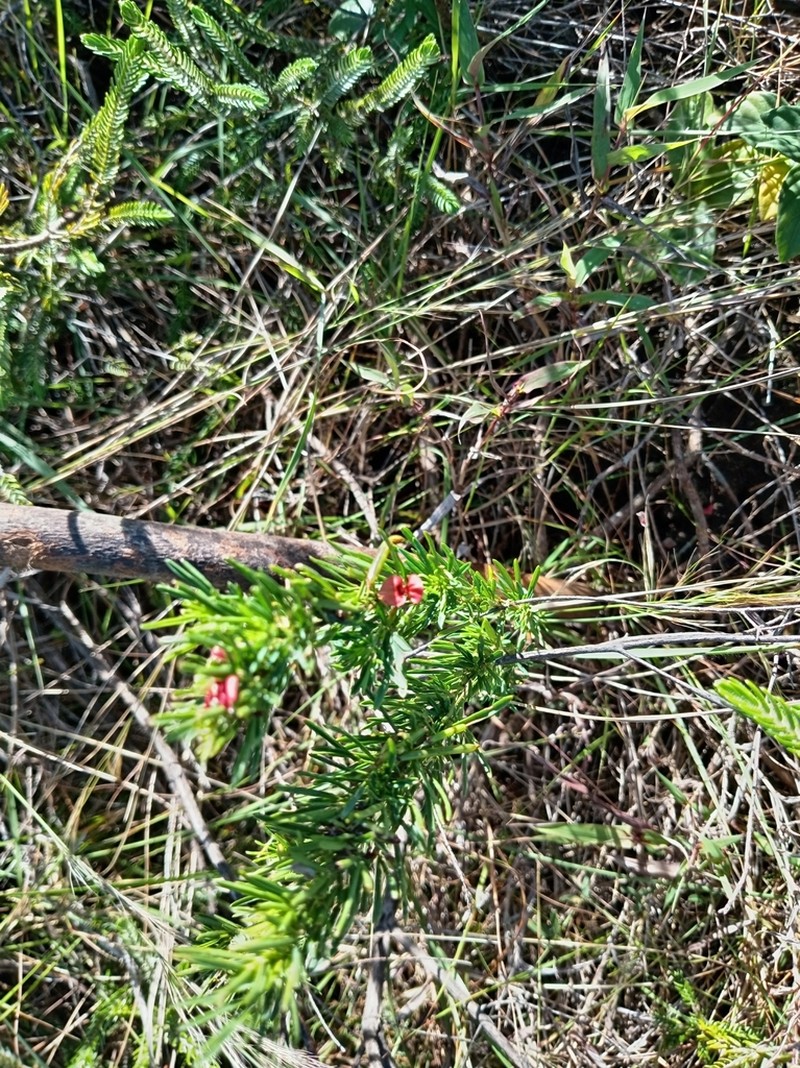 Indigofera herrstreyi photo 3