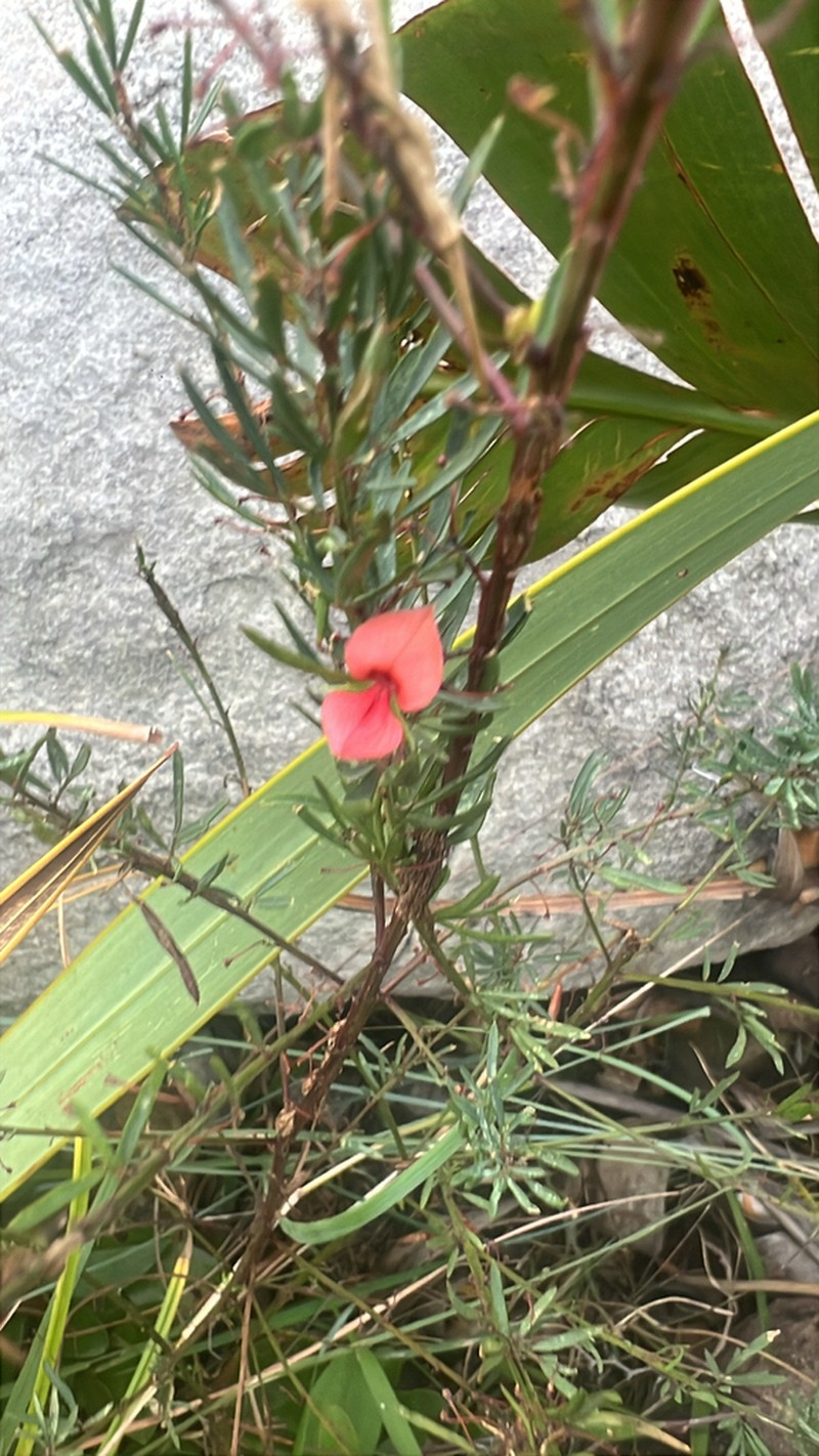 Indigofera herrstreyi photo 4