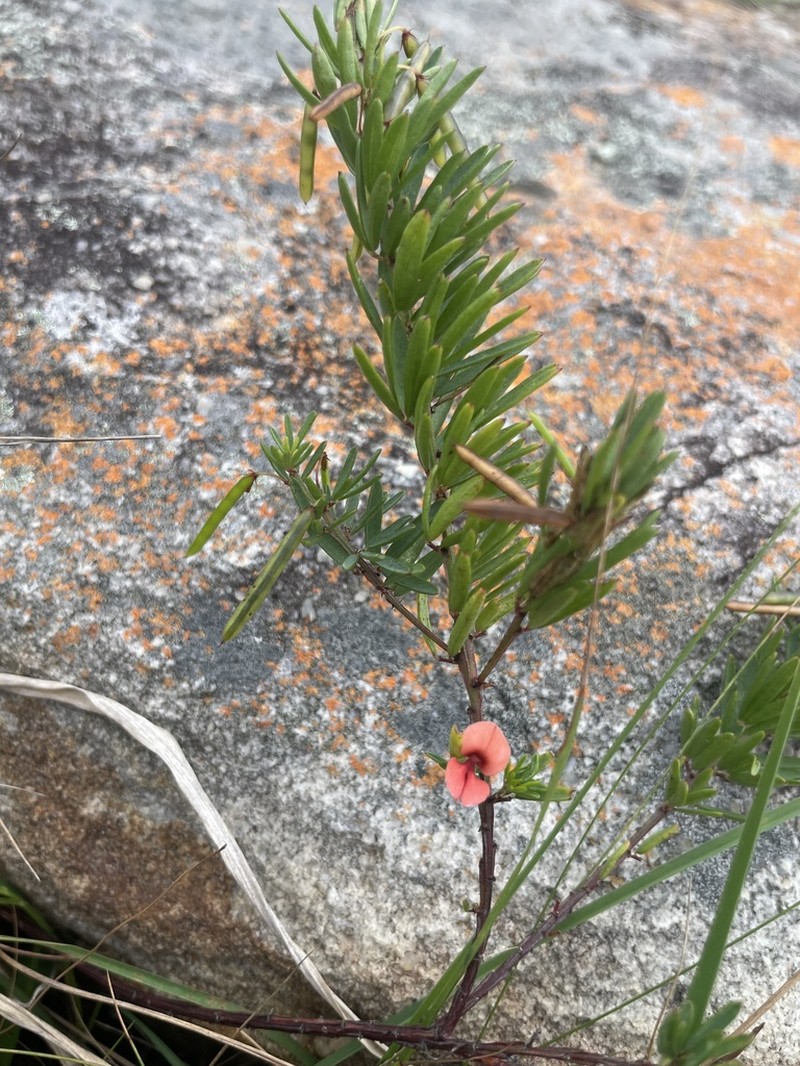Indigofera herrstreyi photo 5