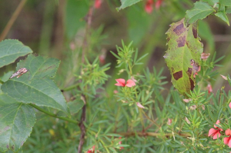 Indigofera herrstreyi photo 6