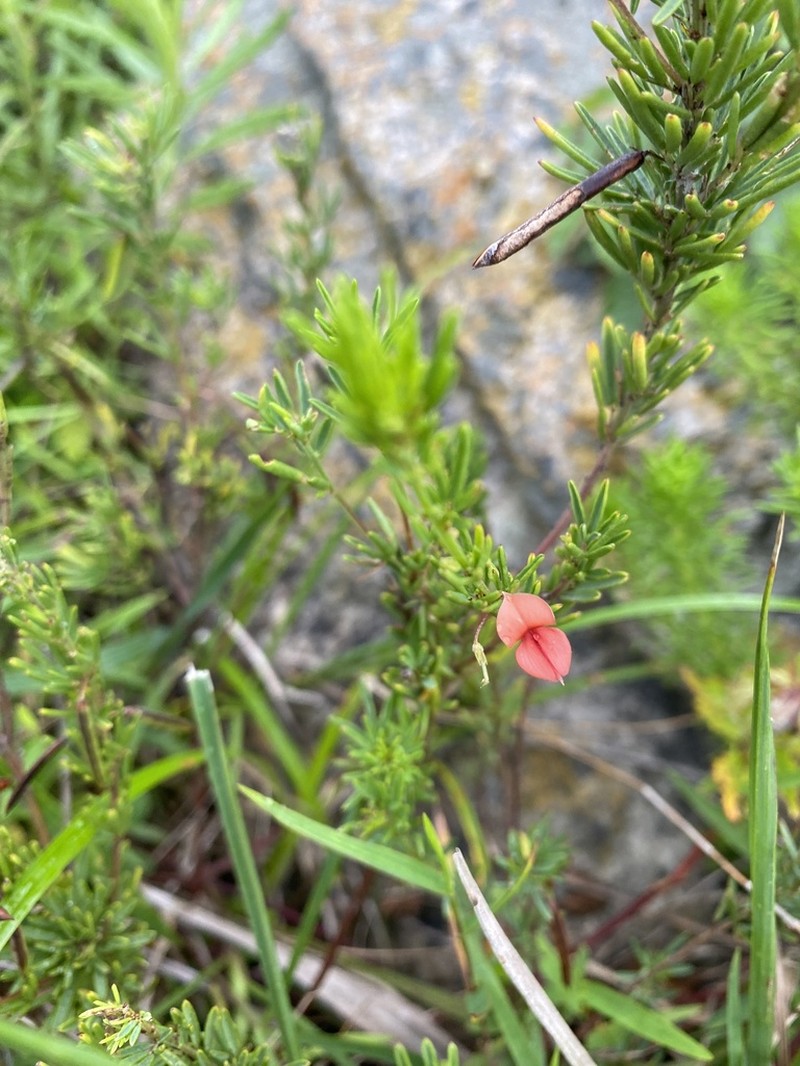 Indigofera herrstreyi photo 7