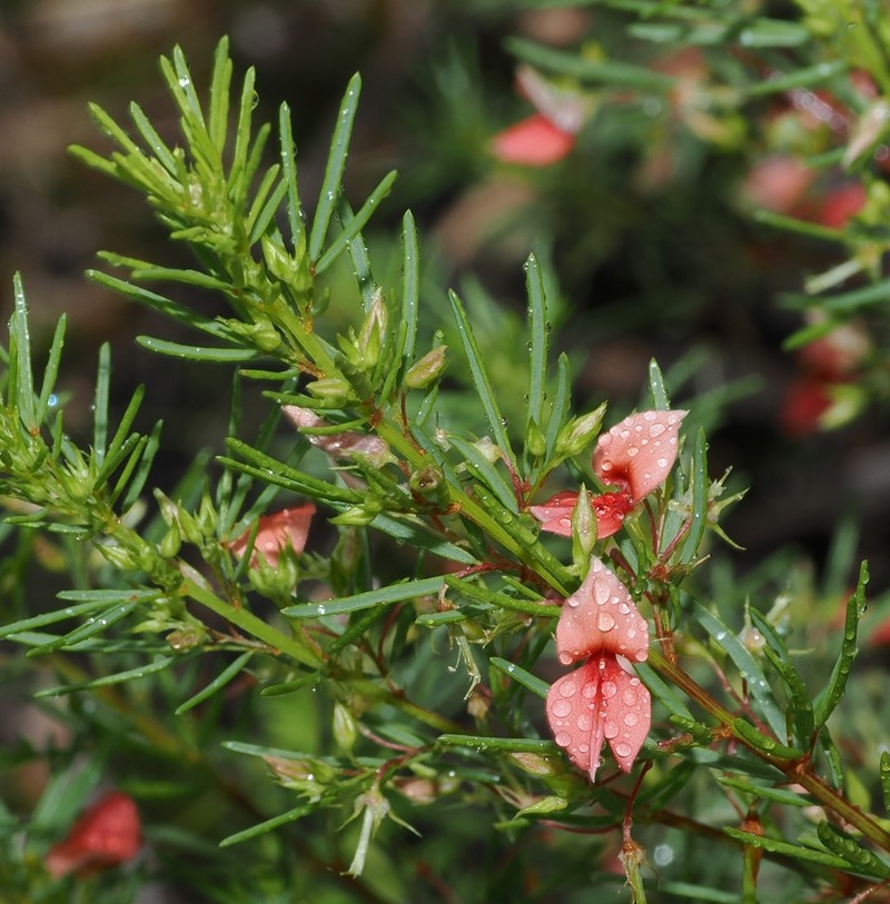 Indigofera herrstreyi photo 8