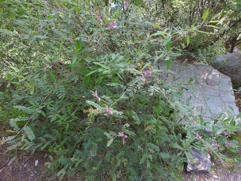 Indigofera heterantha