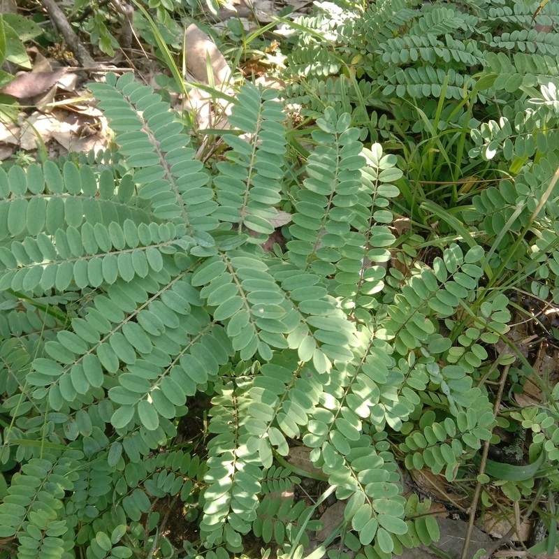 Indigofera heterantha photo 2