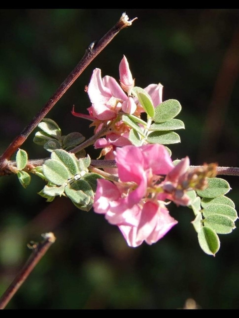 Indigofera heterantha photo 3