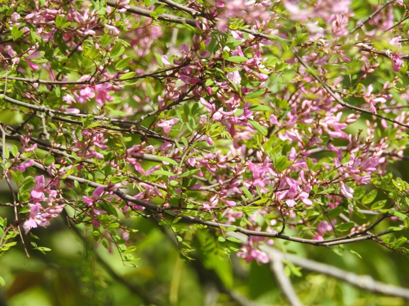 Indigofera heterantha photo 4