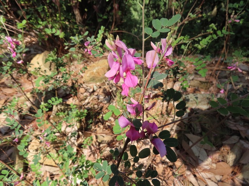 Indigofera heterantha photo 5