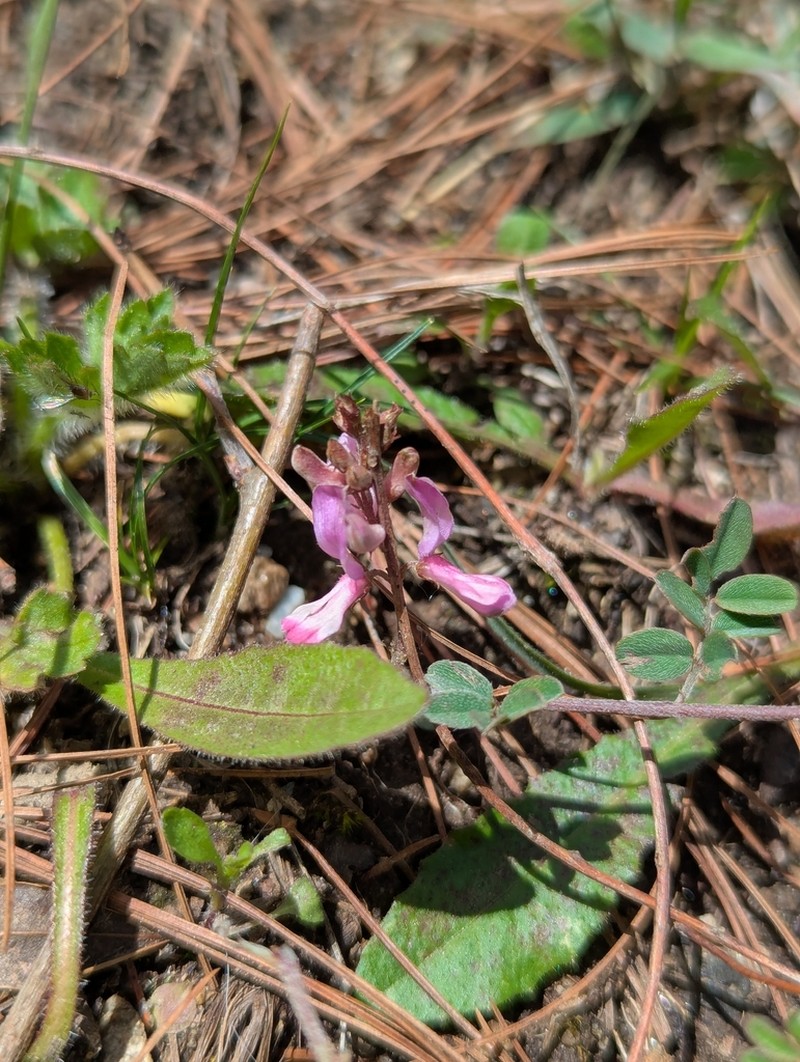 Indigofera heterantha photo 6