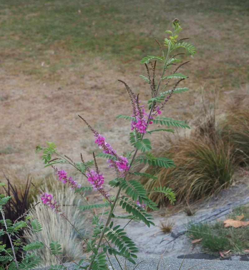 Indigofera heterantha photo 7