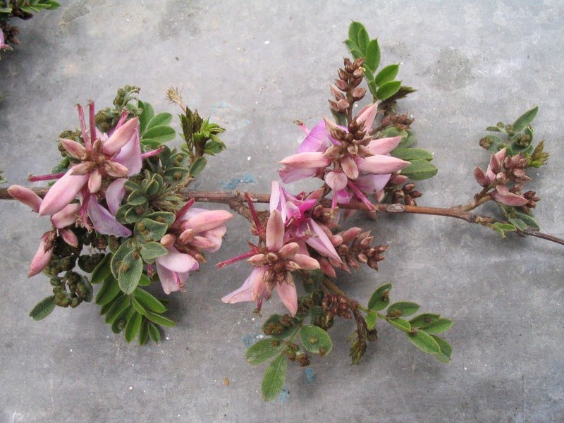 Indigofera heterantha photo 8