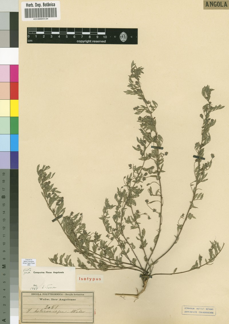 Indigofera heterocarpa