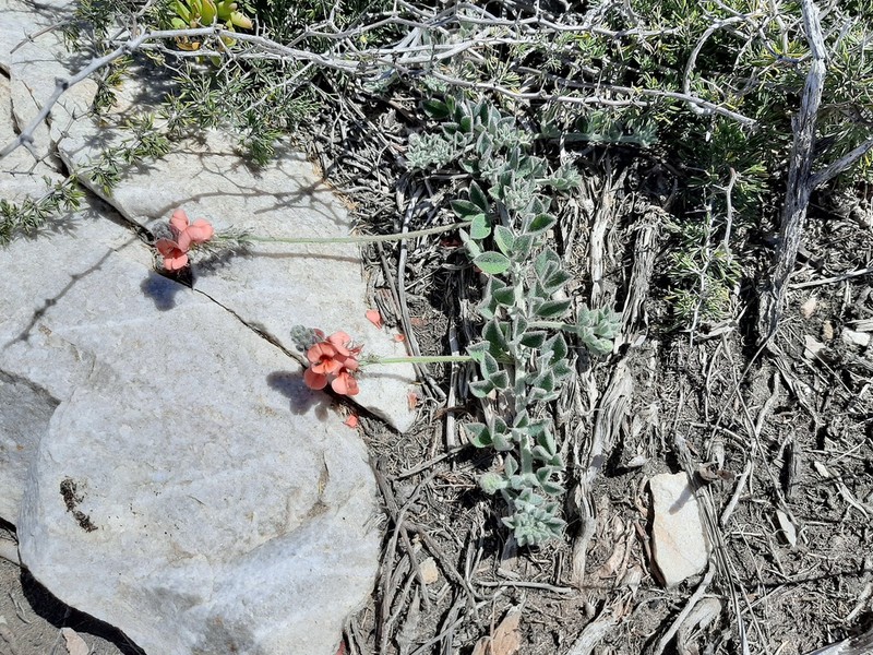 Indigofera heterophylla