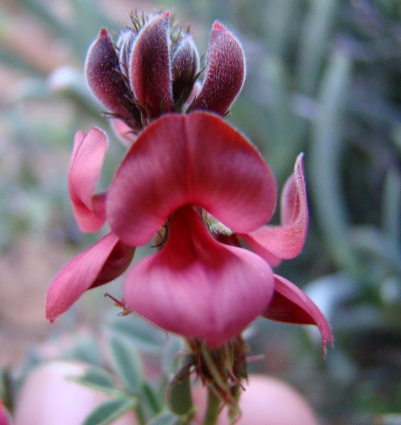 Indigofera heterophylla photo 2