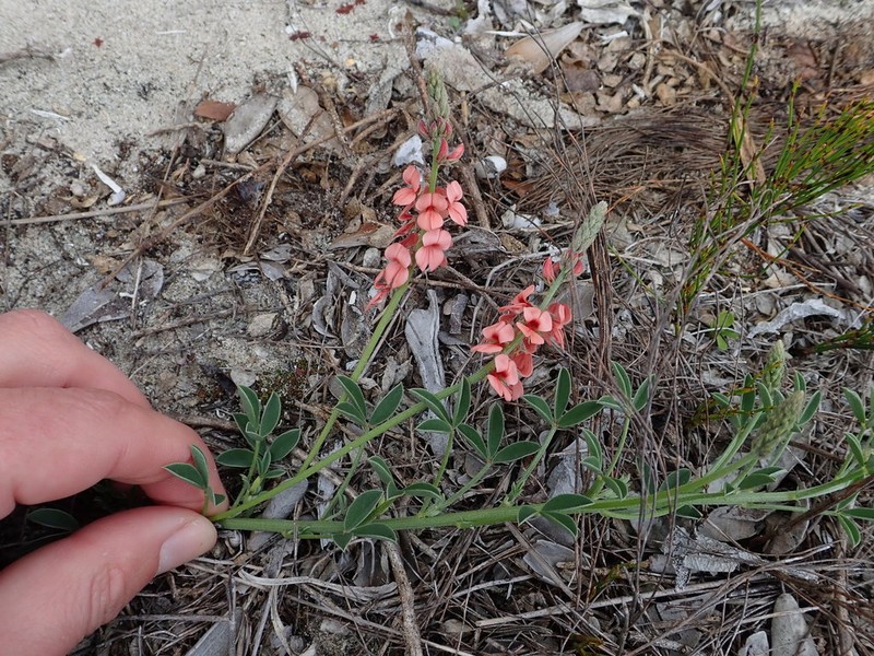 Indigofera heterophylla photo 3