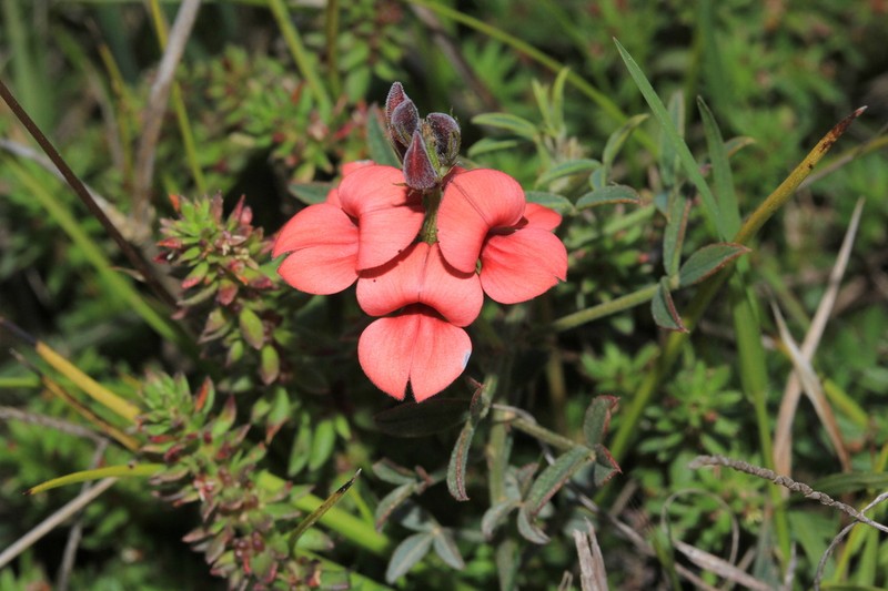 Indigofera heterophylla photo 4