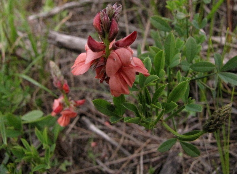 Indigofera heterophylla photo 5