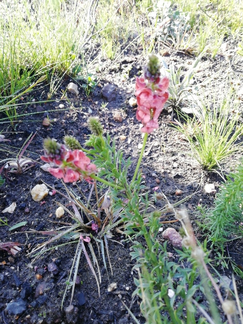 Indigofera heterophylla photo 6