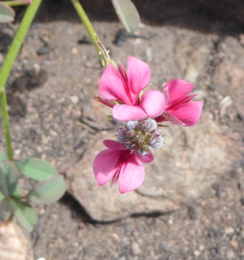 Indigofera heterophylla photo 7