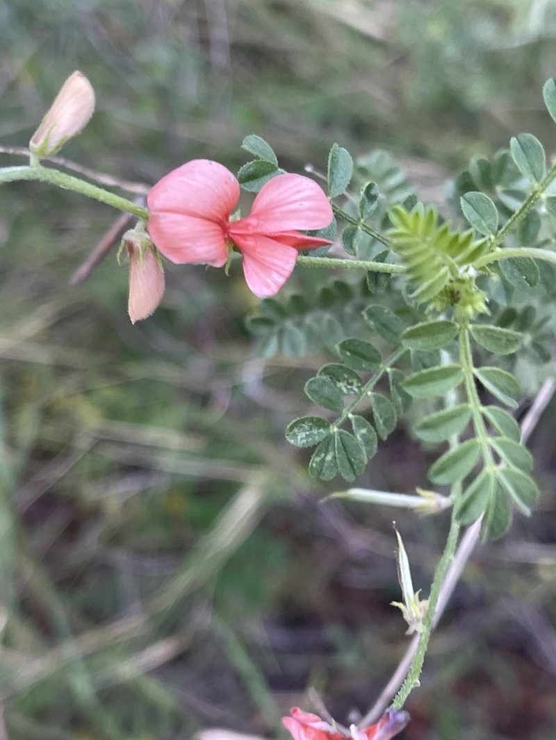 Indigofera heterotricha