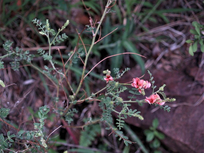 Indigofera heterotricha photo 2