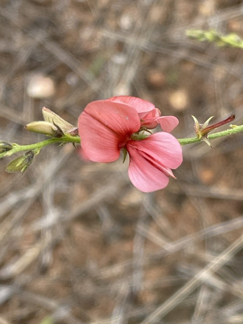 Indigofera heterotricha photo 3