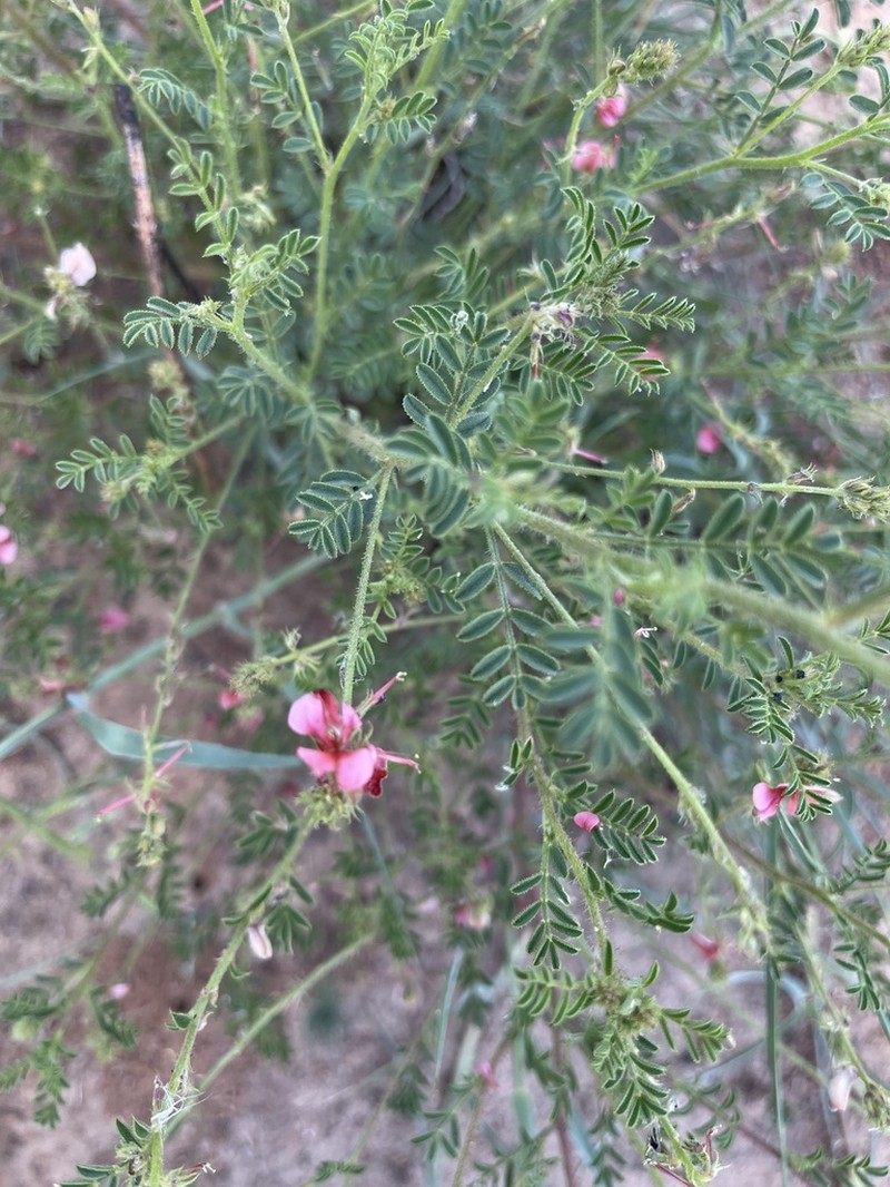 Indigofera heterotricha photo 4