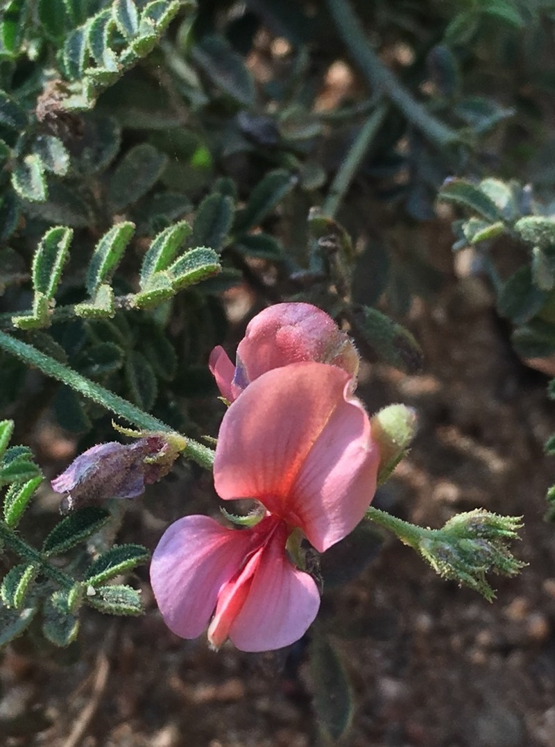 Indigofera heterotricha photo 5