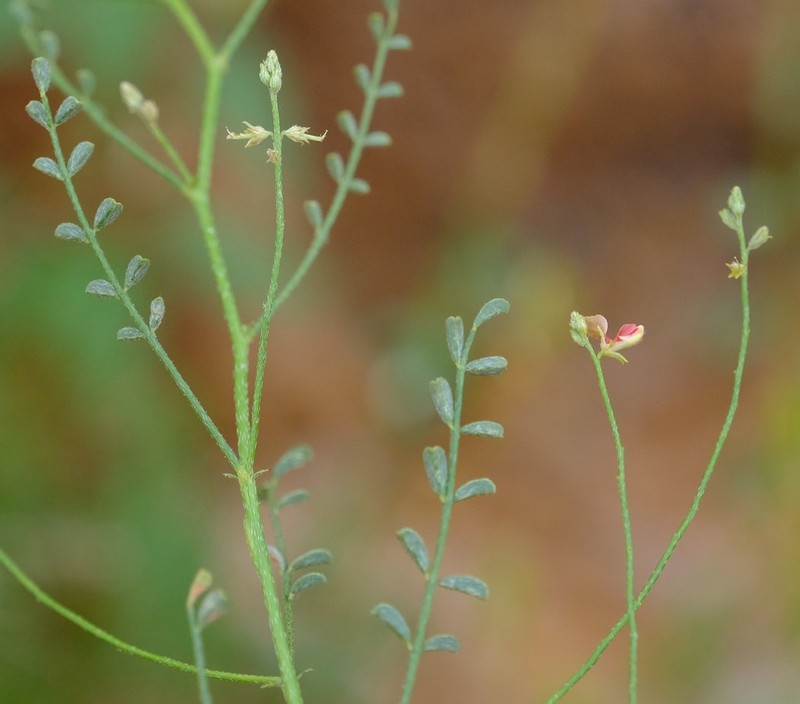 Indigofera heterotricha photo 6