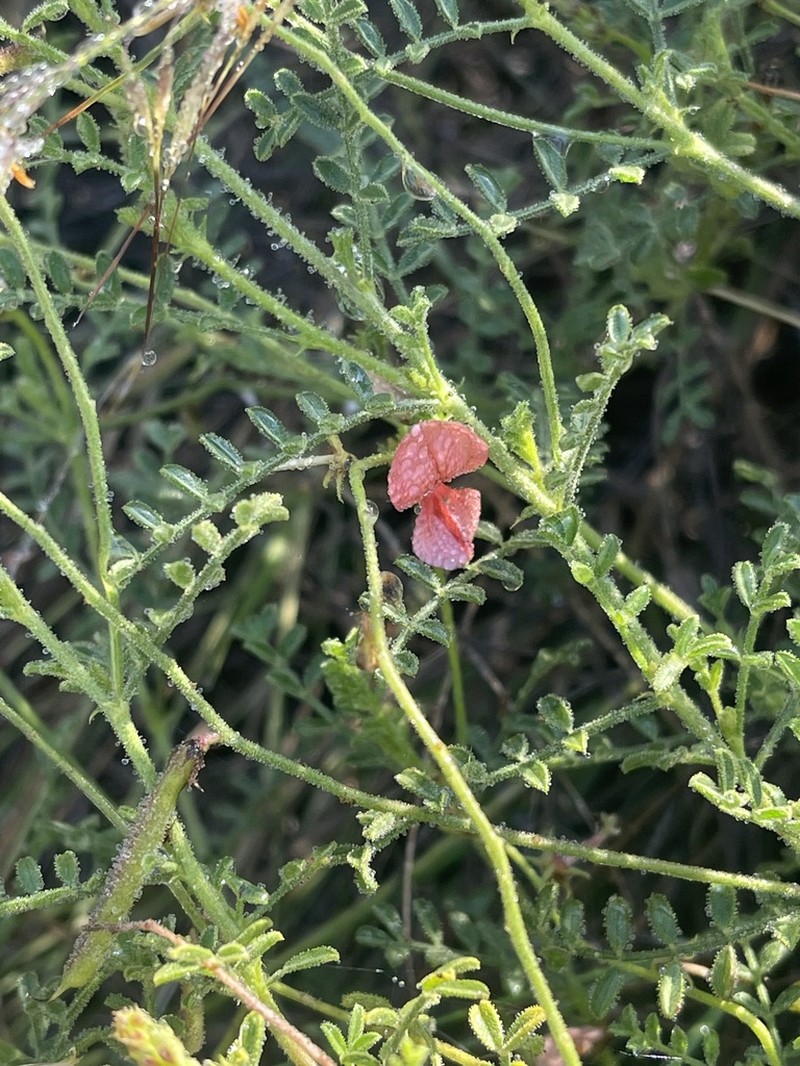Indigofera heterotricha photo 7