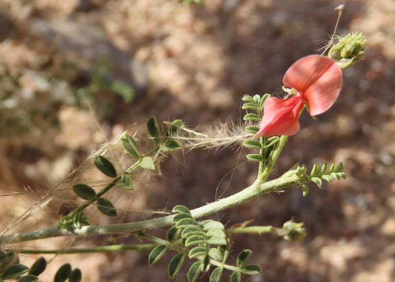 Indigofera heterotricha photo 8