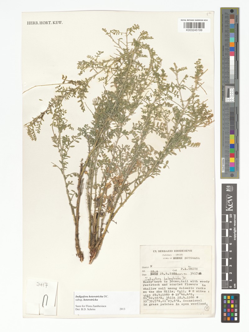 Indigofera heterotricha subsp. heterotricha