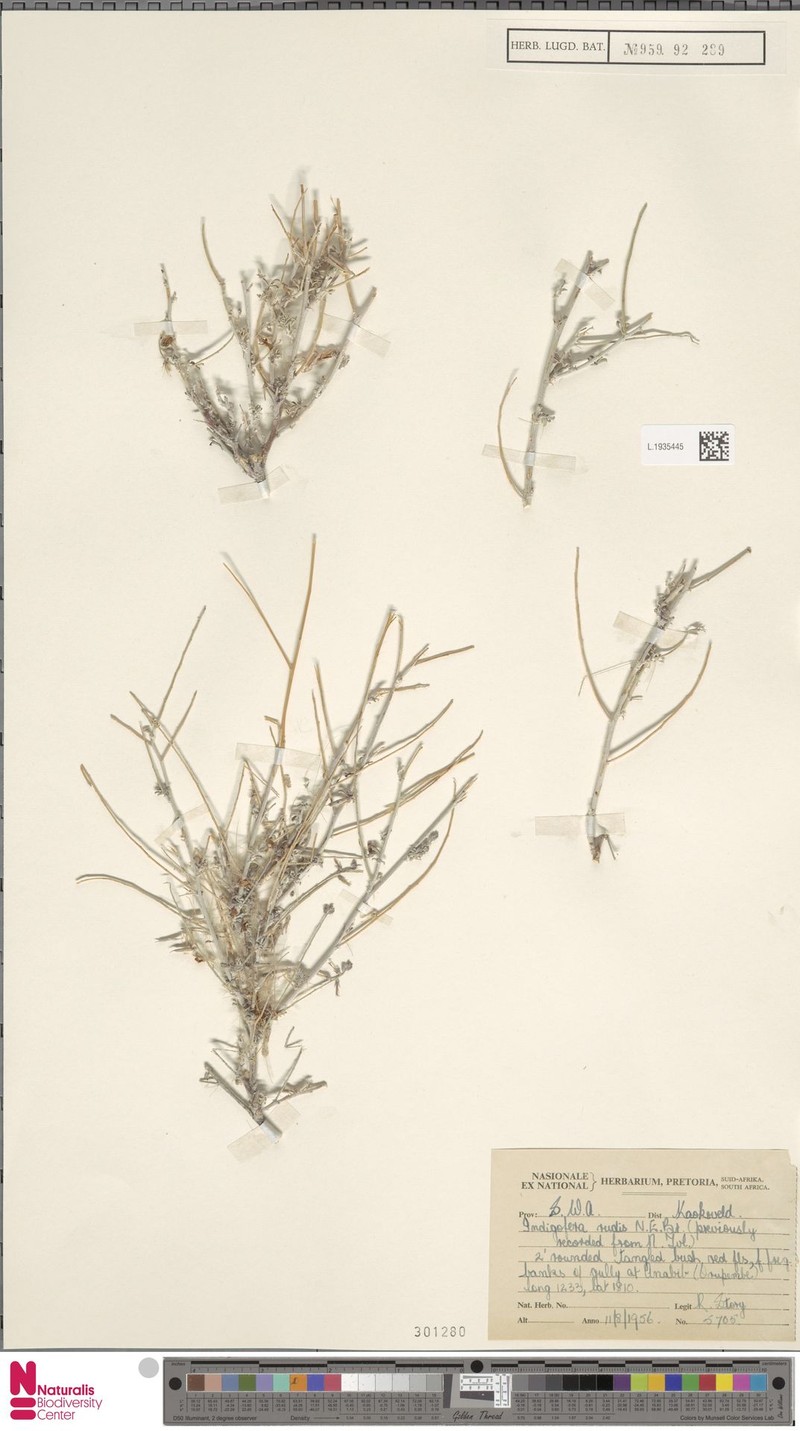 Indigofera heterotricha subsp. heterotricha photo 2