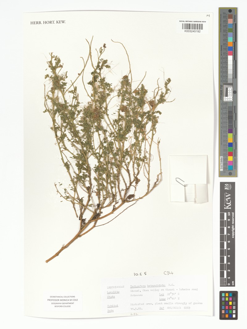 Indigofera heterotricha subsp. heterotricha photo 3