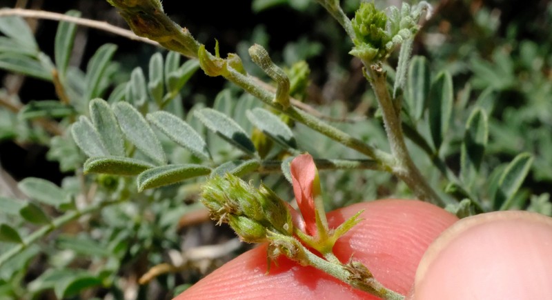 Indigofera heterotricha subsp. pechuelii
