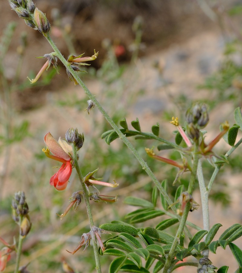 Indigofera heterotricha subsp. pechuelii photo 3