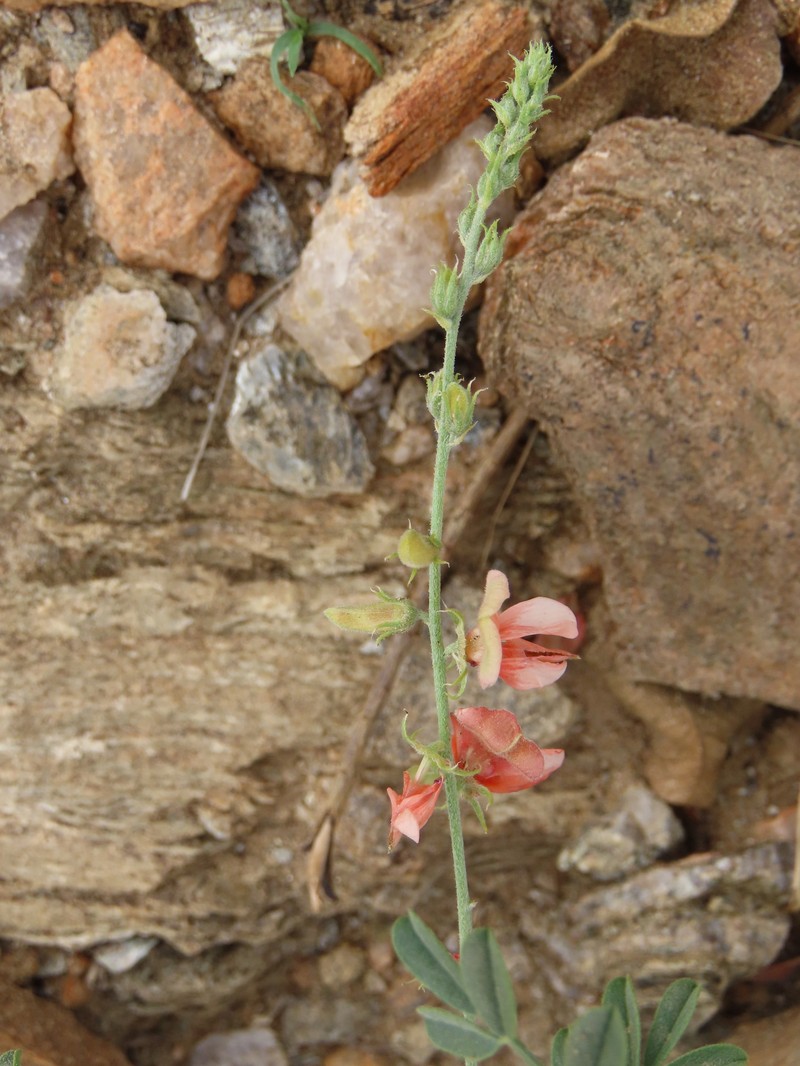 Indigofera heterotricha subsp. pechuelii photo 4