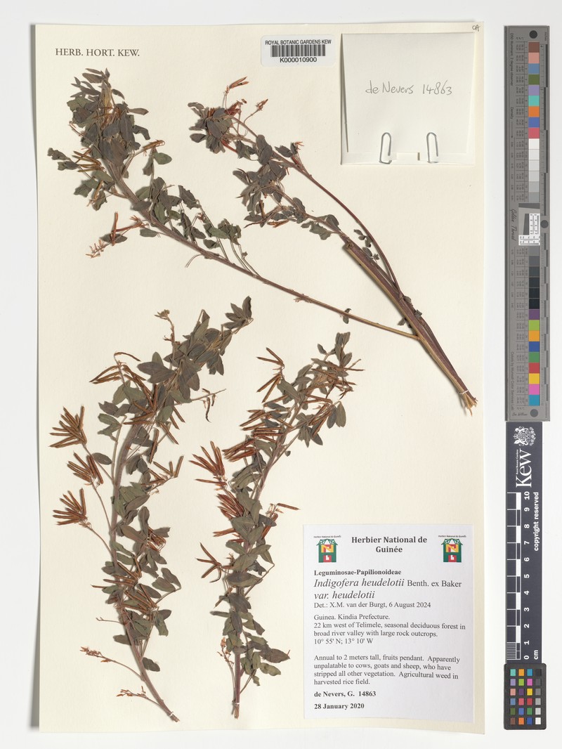 Indigofera heudelotii photo 2