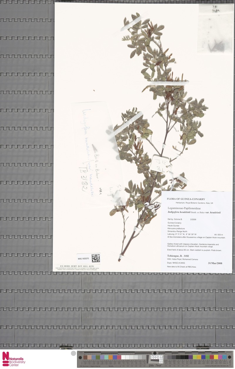 Indigofera heudelotii photo 3