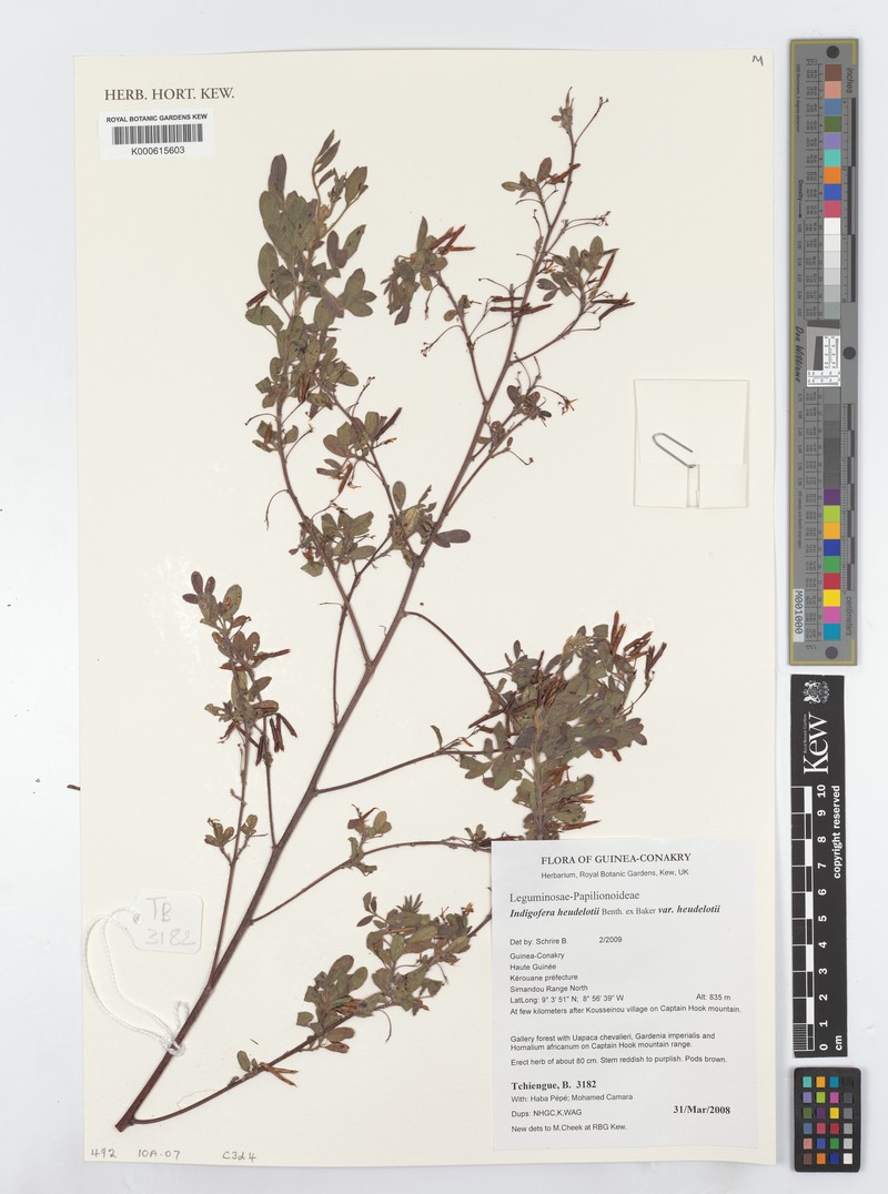 Indigofera heudelotii photo 4