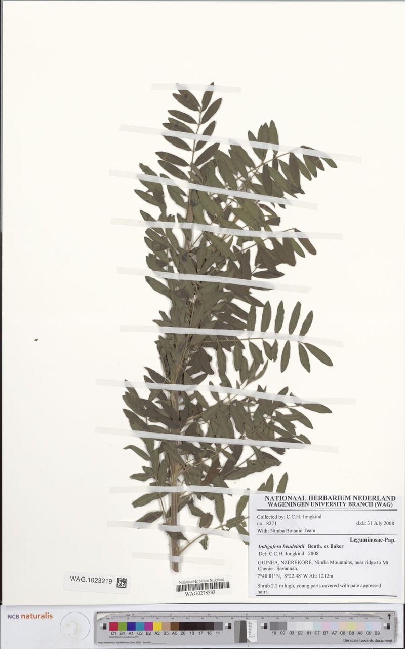 Indigofera heudelotii photo 5